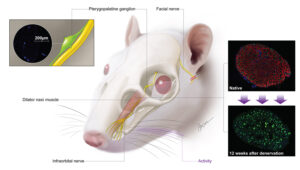 Pterygopalatine Ganglion In A Rat Science Visual